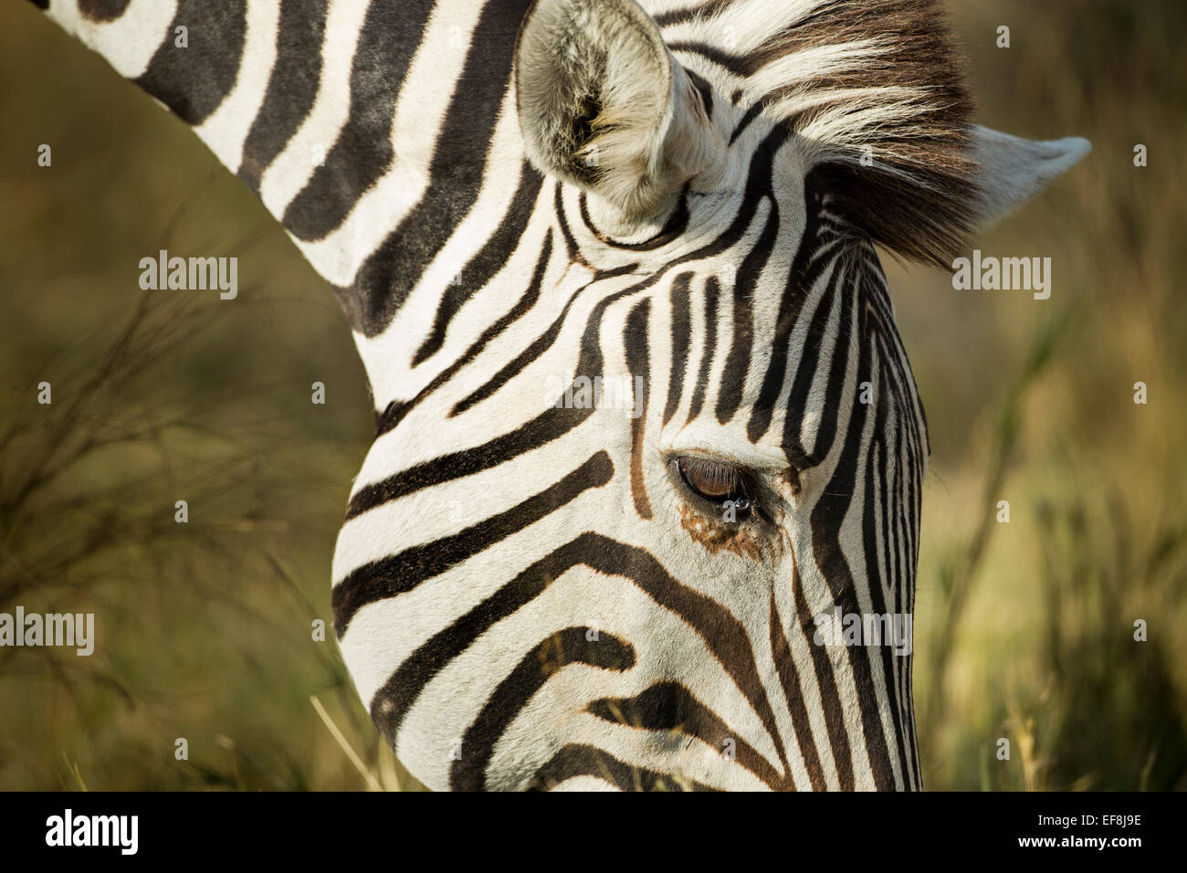 Africa, Botswana, Moremi Game Reserve, Close-up di pianura Zebra (Equus burchelli) alimentazione su erba di Okavango Delta Foto Stock