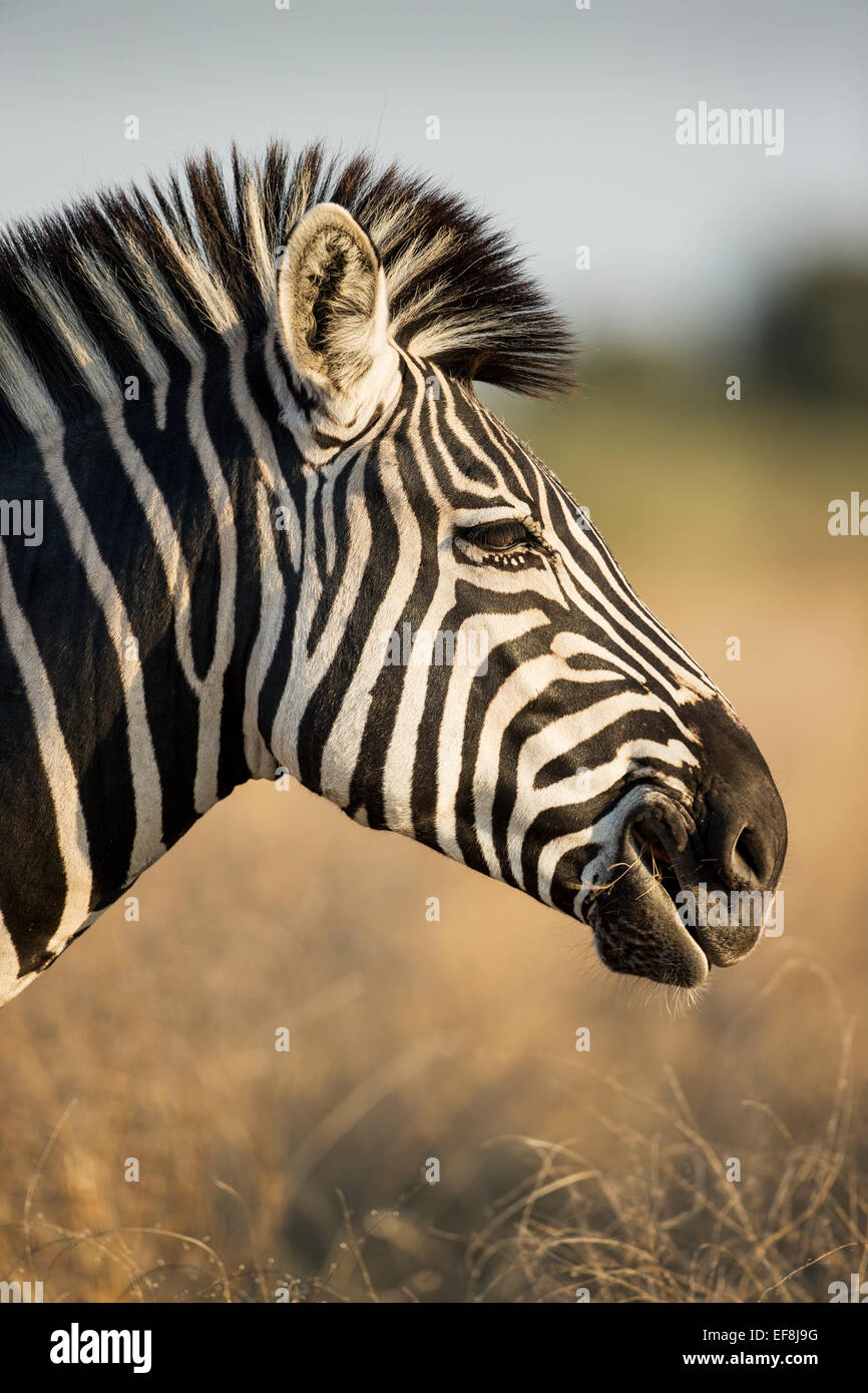 Africa, Botswana, Moremi Game Reserve, pianure Zebra (Equus burchelli) alimentazione su erba secca di Okavango Delta Foto Stock