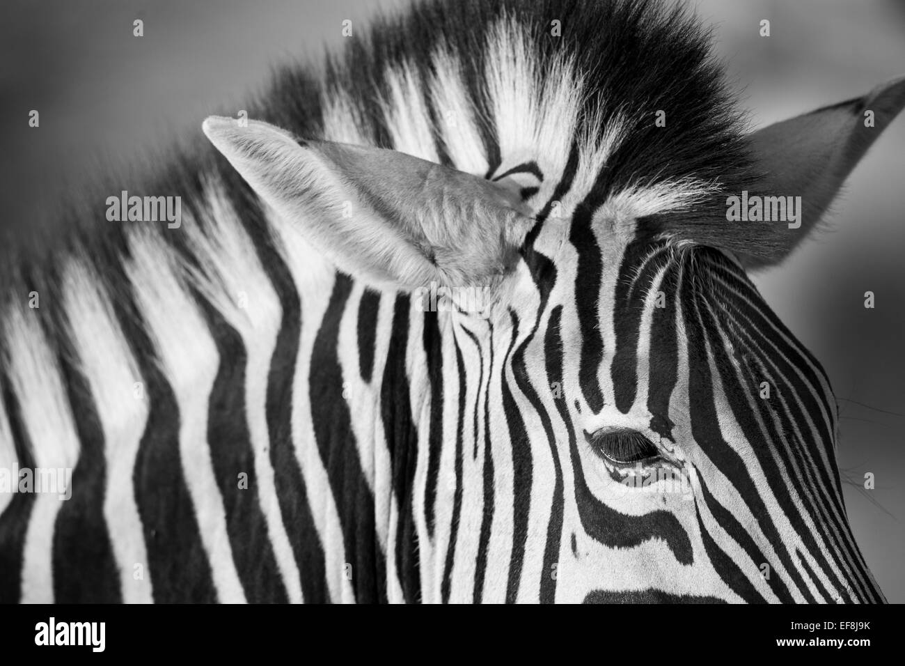 Africa, Botswana, Moremi Game Reserve, Close-up di pianura Zebra (Equus burchelli) nella mandria di Okavango Delta Foto Stock