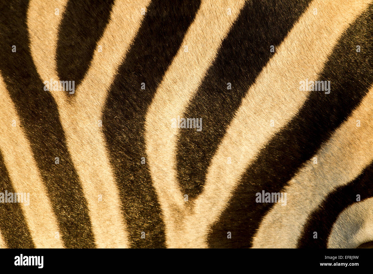 Africa, Botswana, Moremi Game Reserve, Close-up di strisce di pianura Zebra (Equus burchelli) di Okavango Delta Foto Stock