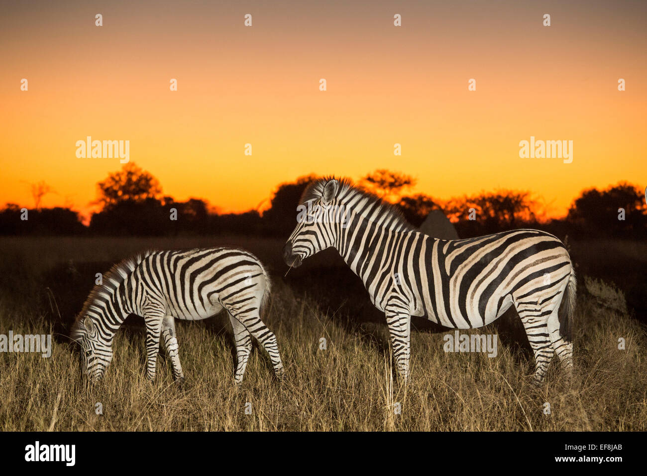 Africa, Botswana, Moremi Game Reserve, immagine flash di pianure Zebra mandria (Equus burchelli) al crepuscolo di Okavango Delta Foto Stock
