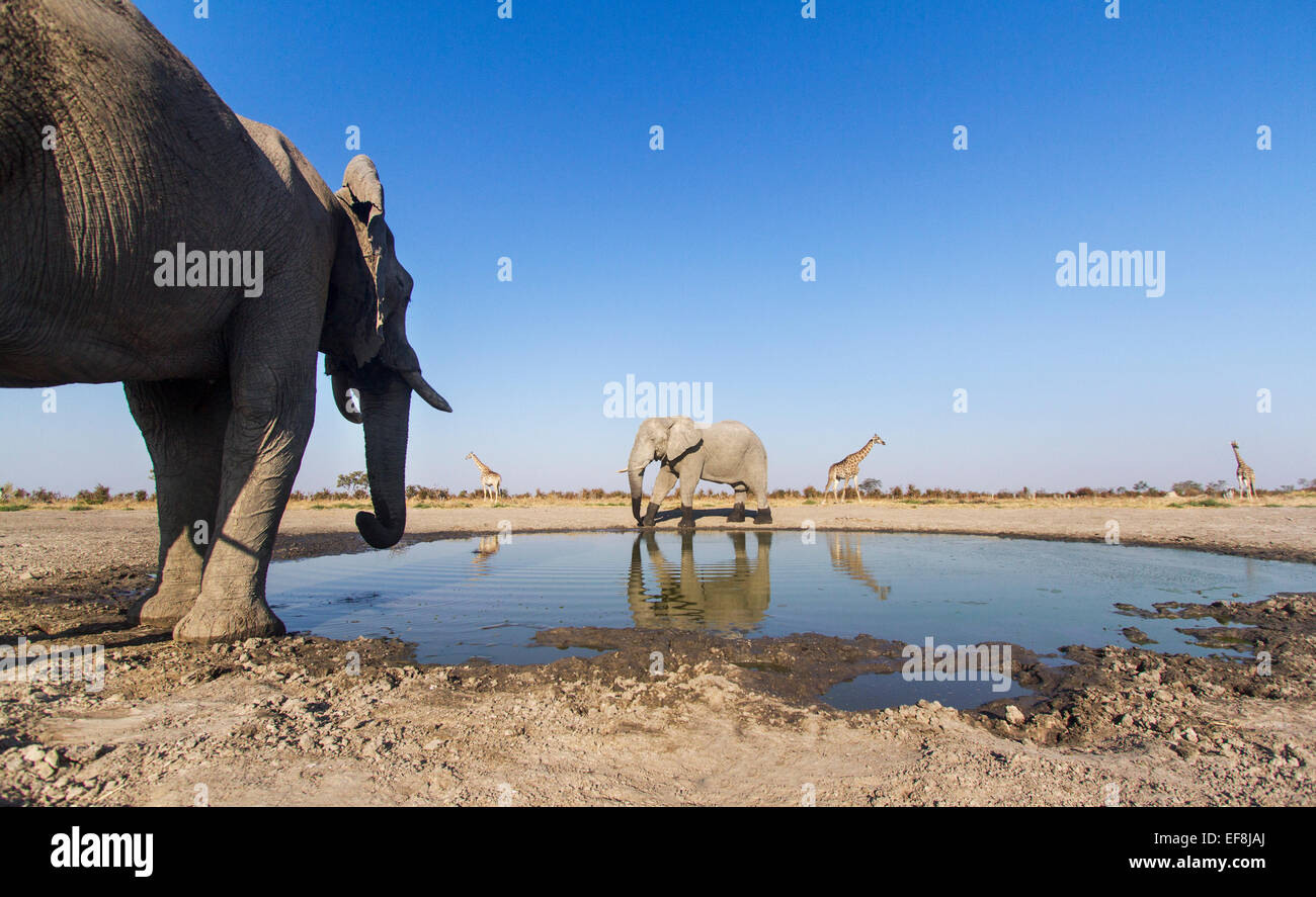 Africa, Botswana Chobe National Park, l'elefante africano (Loxodonta africana) bere dal piccolo foro di acqua nelle vicinanze e giraffe ( Foto Stock