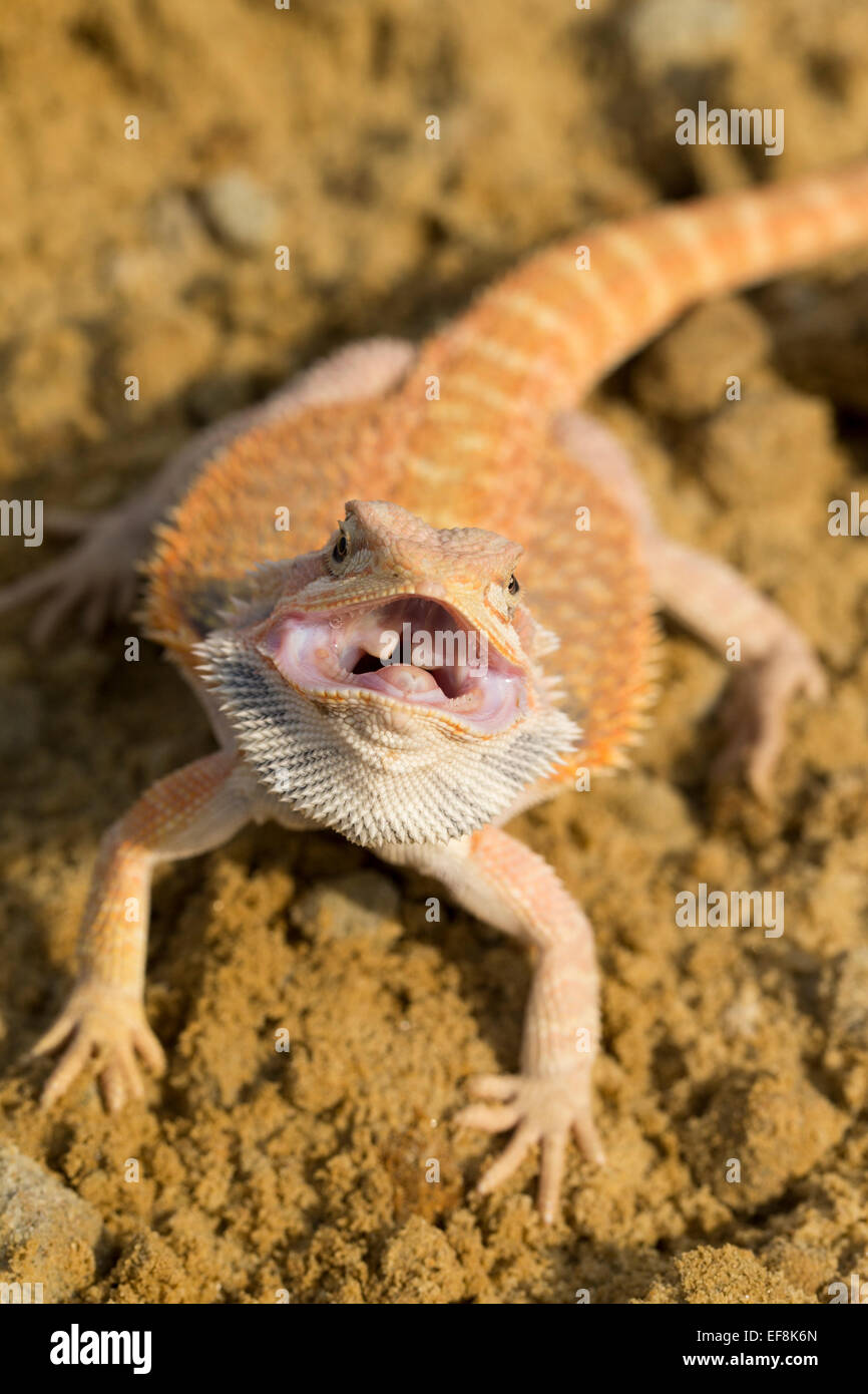 Centrale di drago barbuto, pogona vitticeps Foto Stock