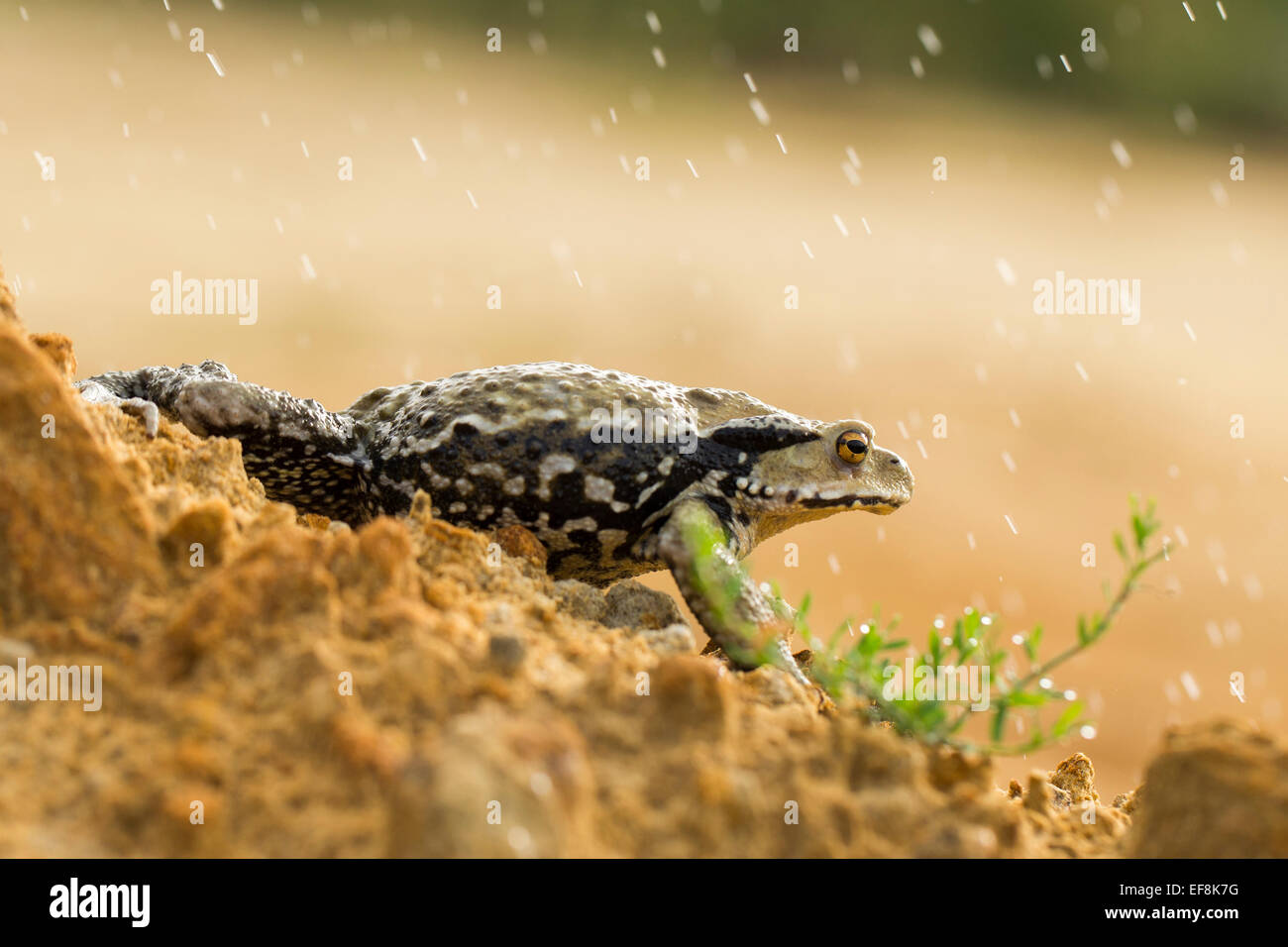 Giapponese, toad bufo japonicus Foto Stock