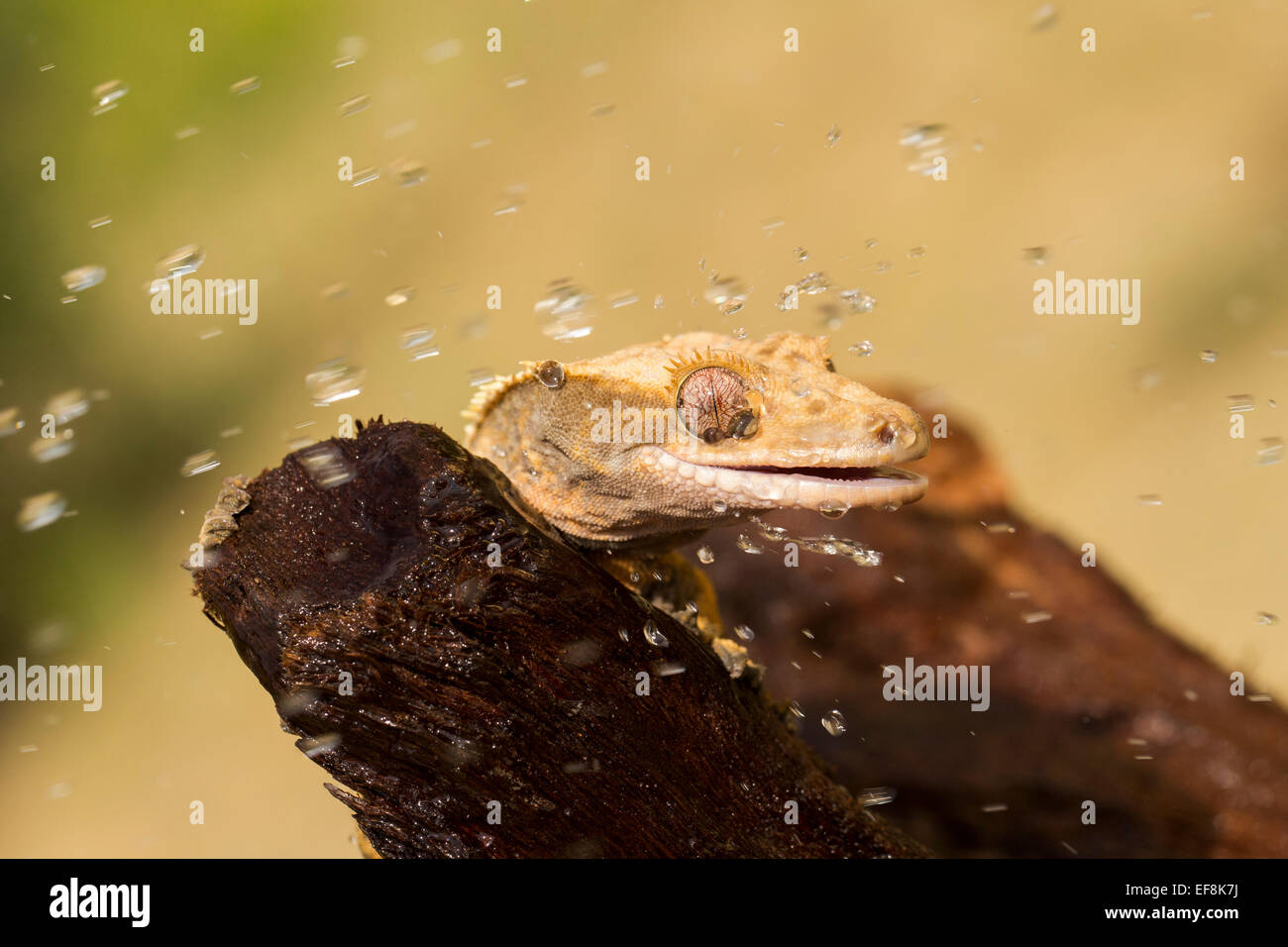 Crested Gecko, Ciglia Geco Rhacodactylus ciliatus Foto Stock