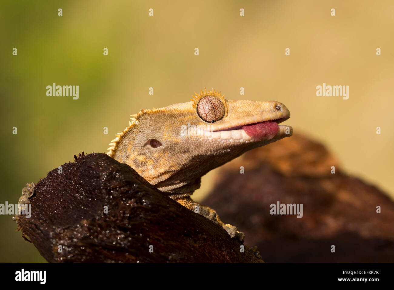 Crested Gecko, Ciglia Geco Rhacodactylus ciliatus Foto Stock