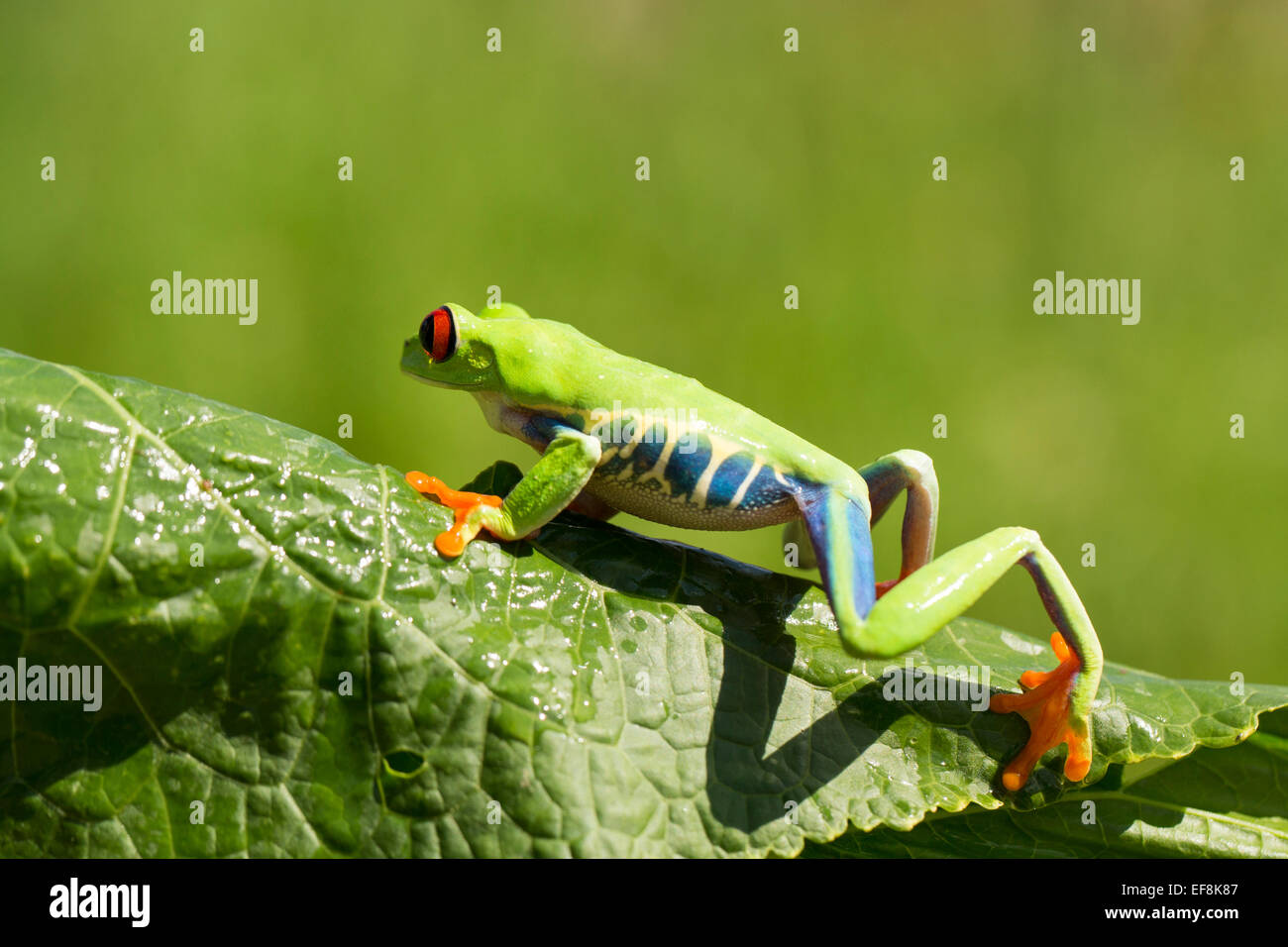 Red-eyed raganella, agalychnis callidryas Foto Stock