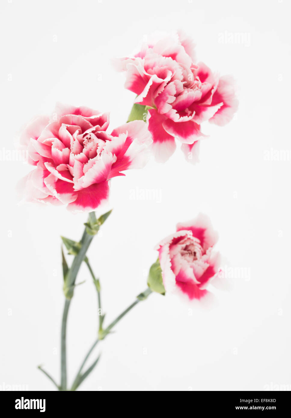 Rosa e garofano bianco. Dianthus caryophyllus, garofano o di chiodi di garofano rosa Foto Stock
