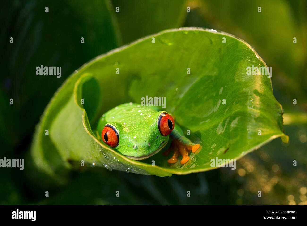 Red-eyed raganella, agalychnis callidryas Foto Stock