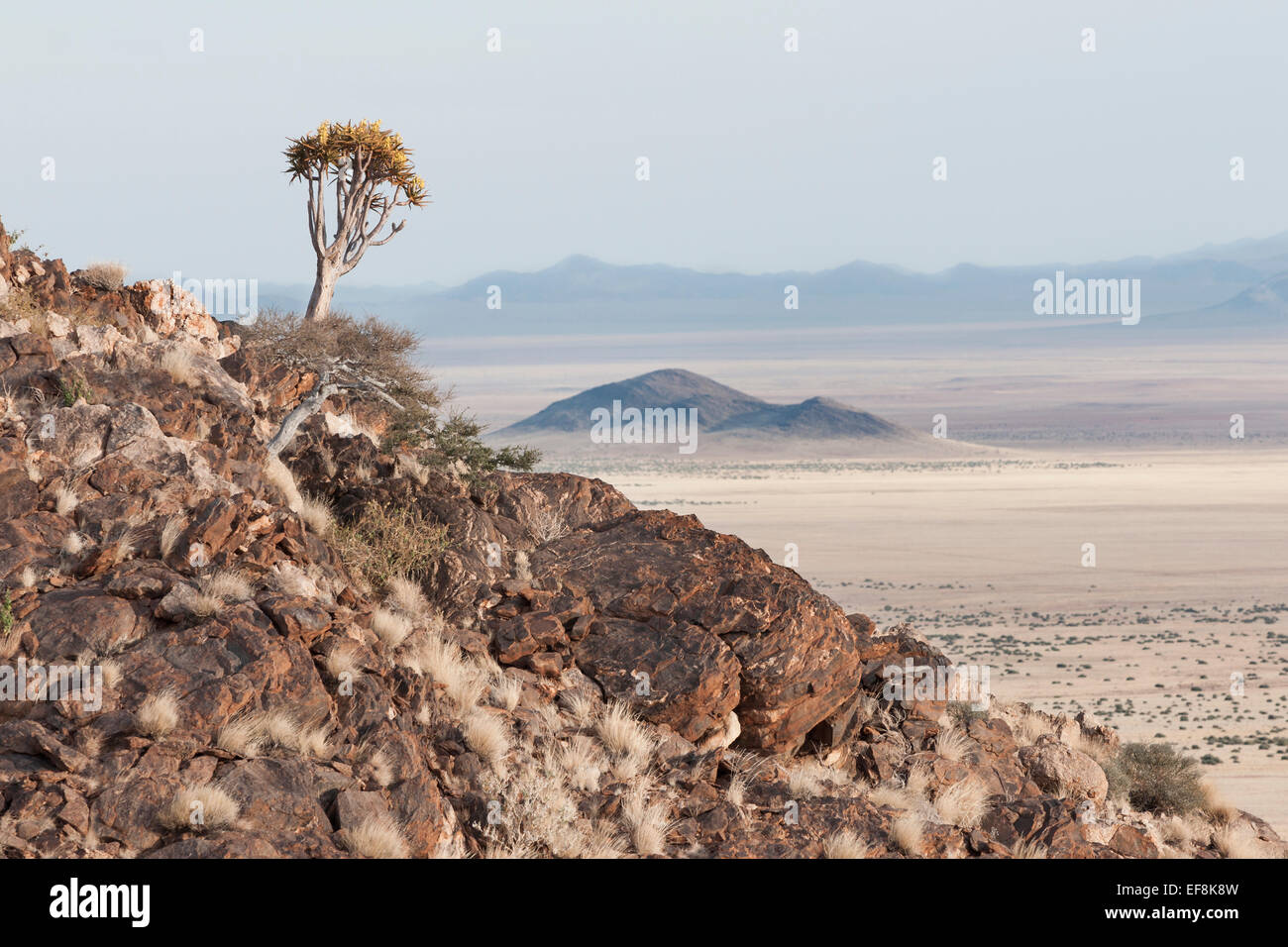 Faretra Lone Tree su una montagna rocciosa che si affaccia nel Deserto della Namibia, Africa Foto Stock
