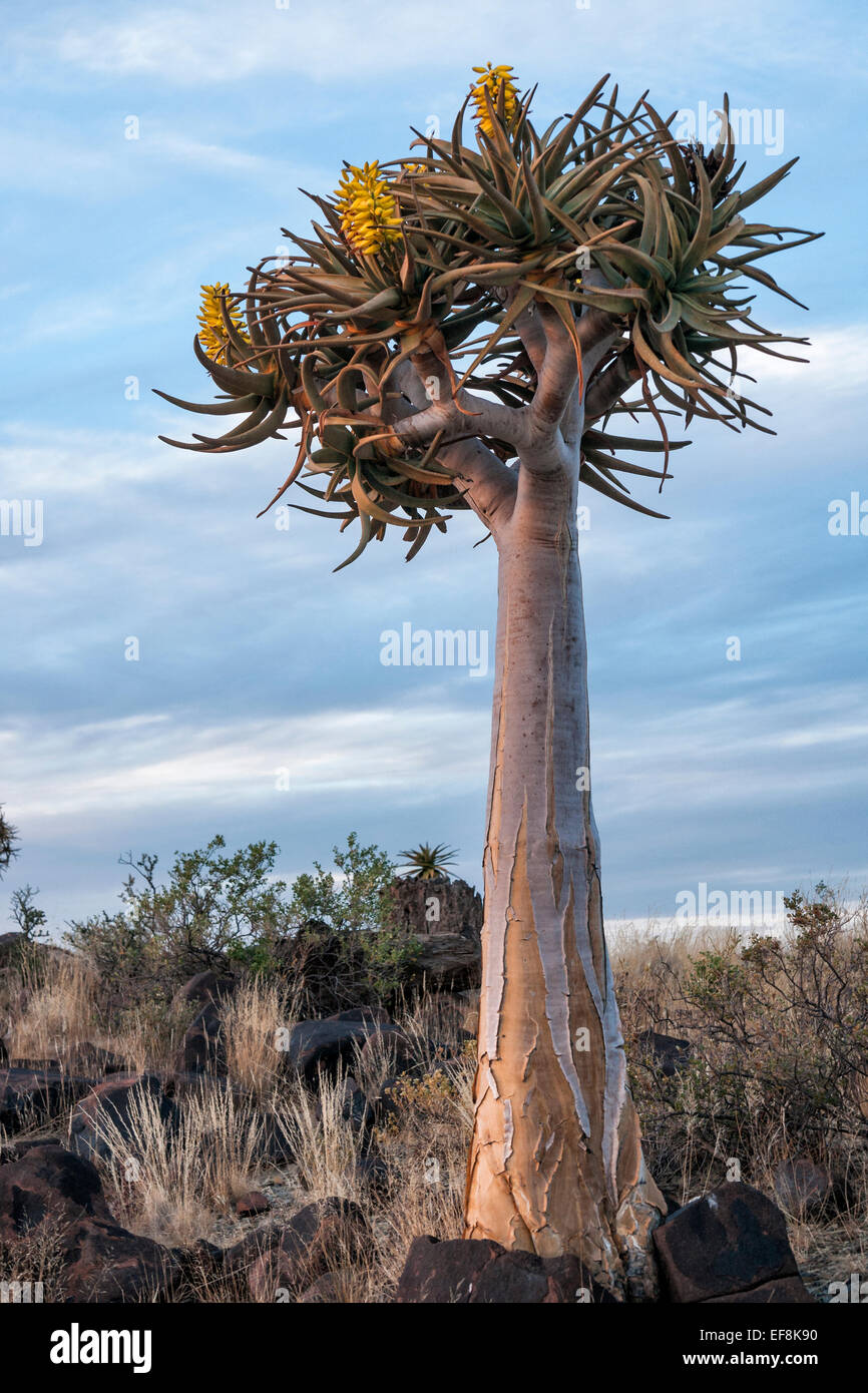 Fioritura Quiver tree in Namibia, Africa Foto Stock