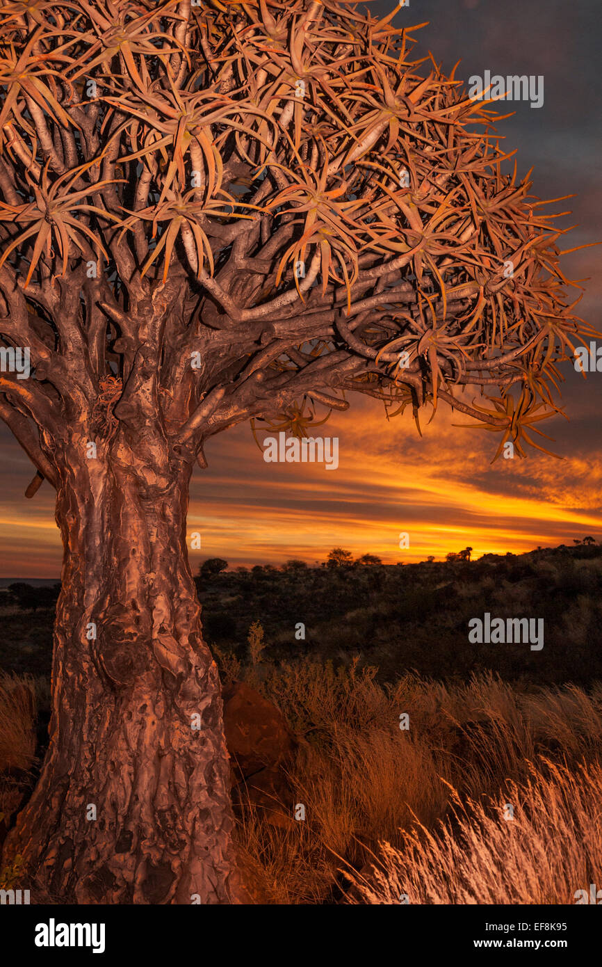 Fioritura Quiver tree al tramonto in Namibia, Africa Foto Stock