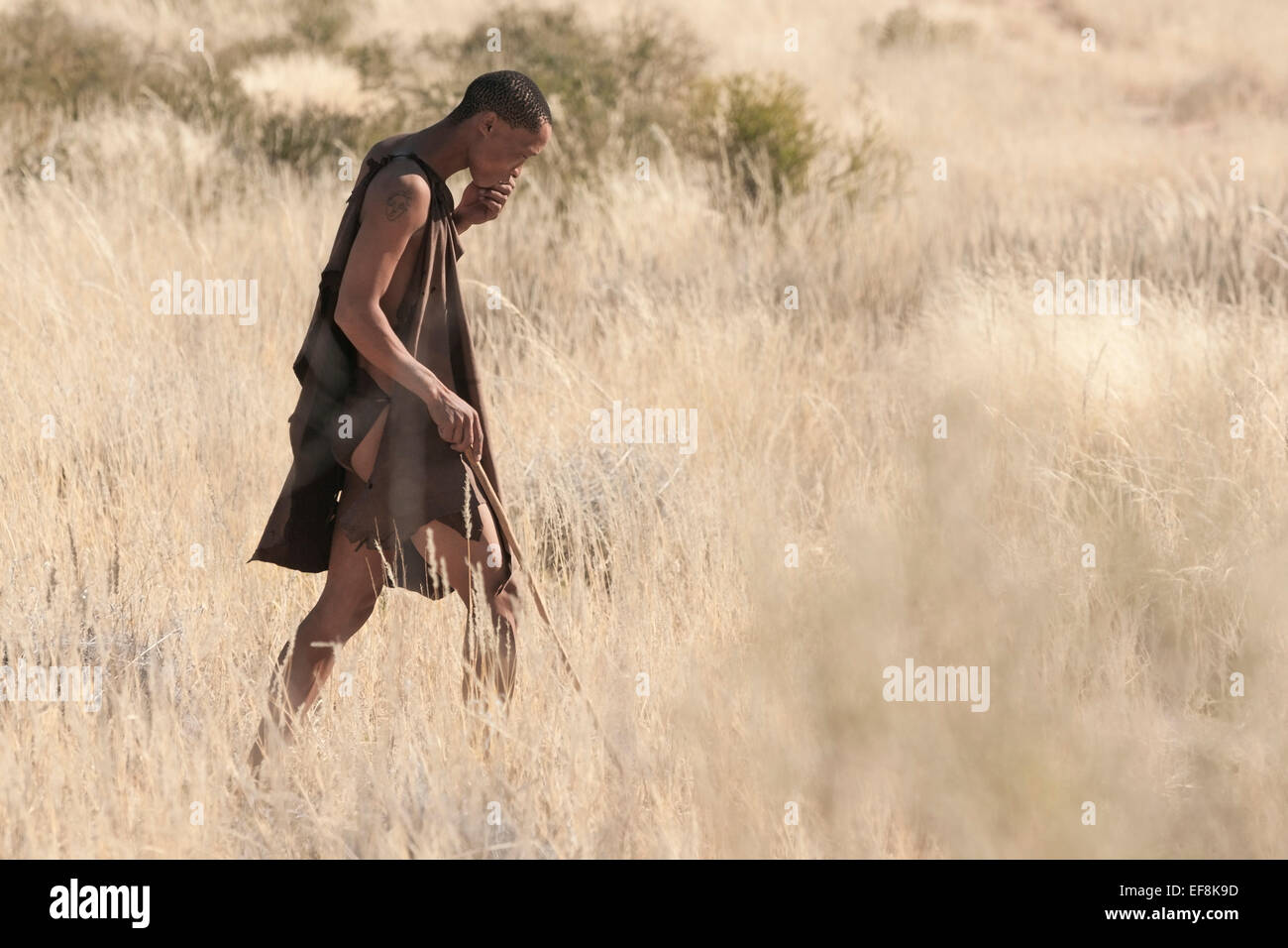 Lone Bushman indossando una pelle animale tunica passeggiate in alte erbe nel Kalahari cercando per stampe di animali, Namibia, Africa Foto Stock