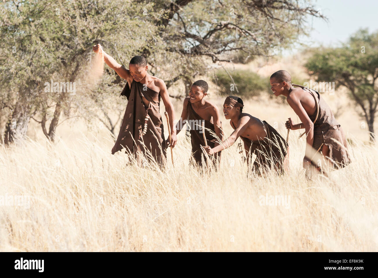 Quattro i Boscimani la caccia a tall setosa erba nel Kalahari guardare la caduta di sabbia per determinare la direzione del vento, sud della Namibia, Afric Foto Stock