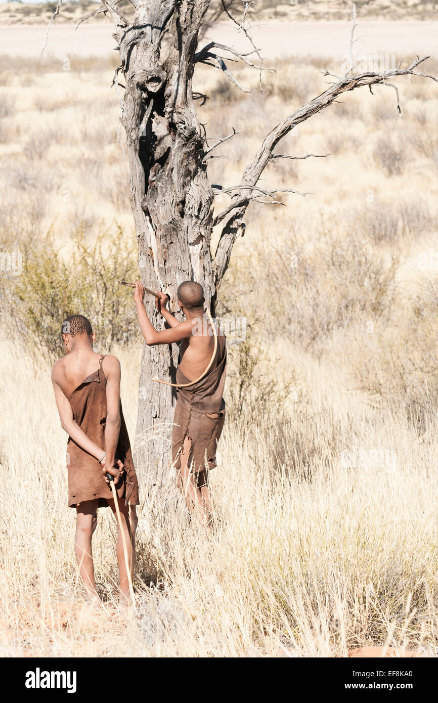 I Boscimani la caccia a tall setosa erba nel Kalahari controllare un picchio foro per l'acqua da dover praticare un ramoscello nella struttura ad albero . Foto Stock