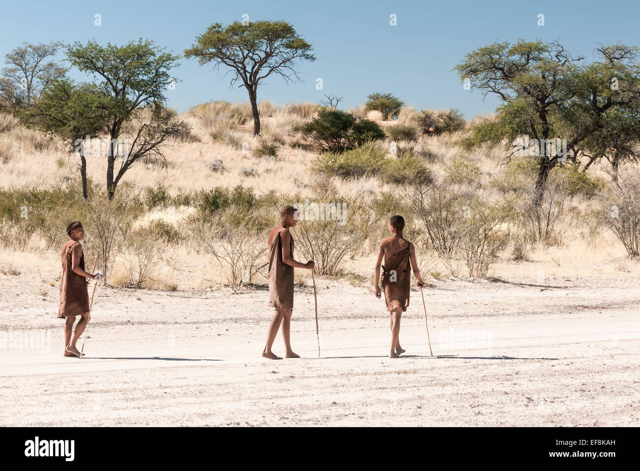 Tre i Boscimani che indossa la pelle animale tuniche in pelle a piedi lungo il deserto con archi e frecce a caccia del Kalahari, Namibia, Foto Stock