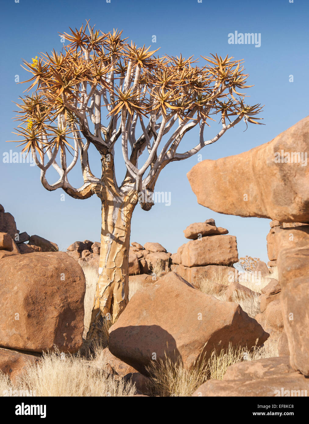 Faretra tree, Namibia, Africa Foto Stock