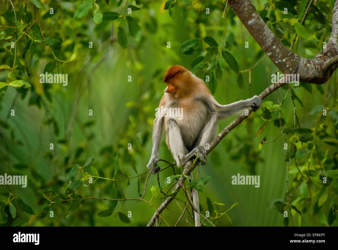 Scimmia proboscide femminile (Nasalis larvatus), specie primate endemica del Kalimantan (Borneo), seduta su un albero nel Kalimantan orientale, Indonesia. Foto Stock