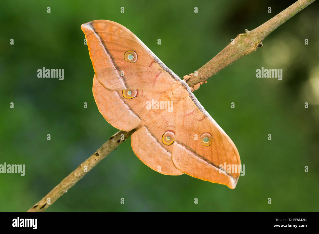 Cinese (quercia) tussah moth, Cinese tasar moth, temperato tussah tarma antheraea pernyi Foto Stock