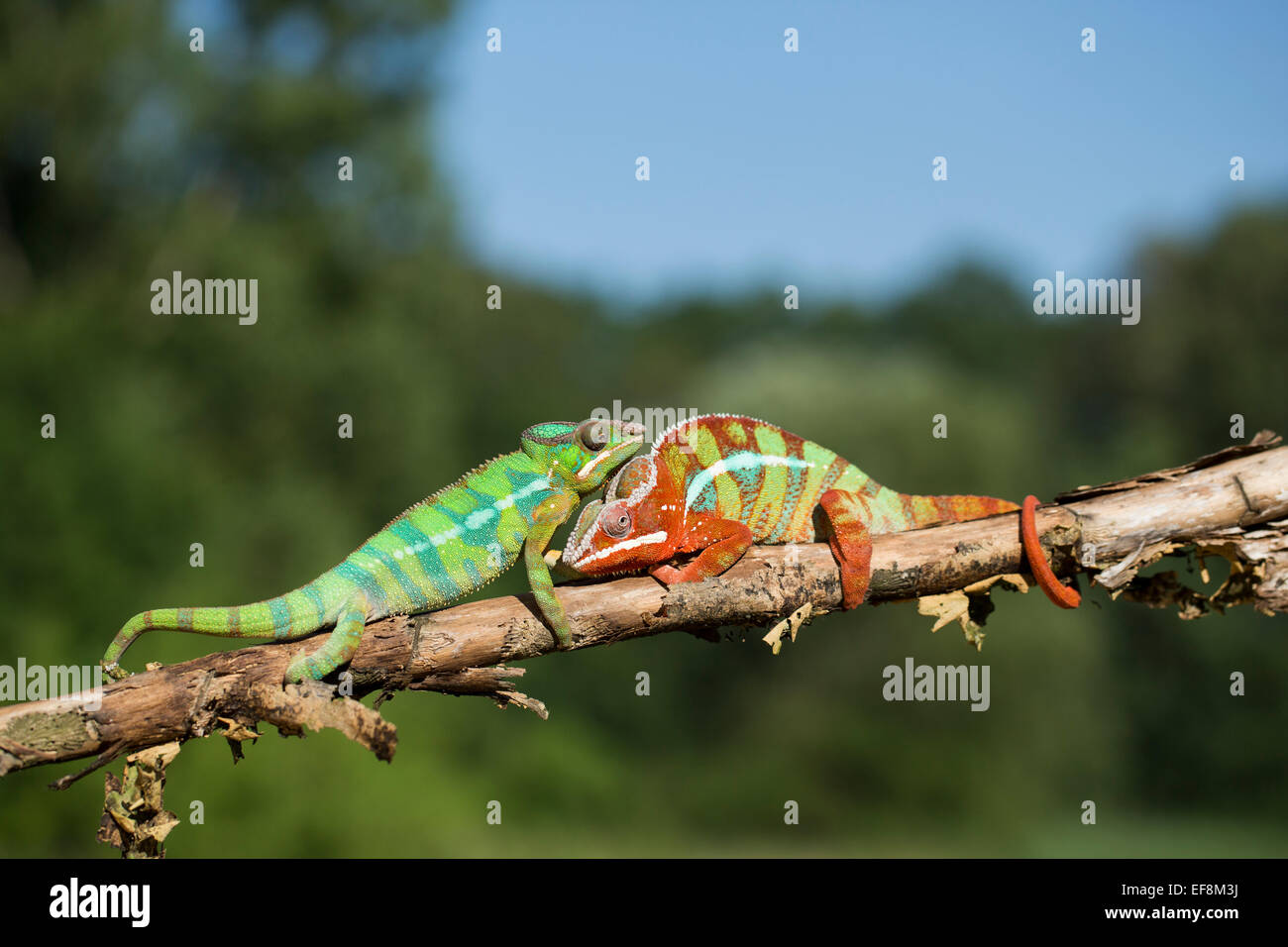 Panther Chamaeleon, furcifer pardalis Foto Stock
