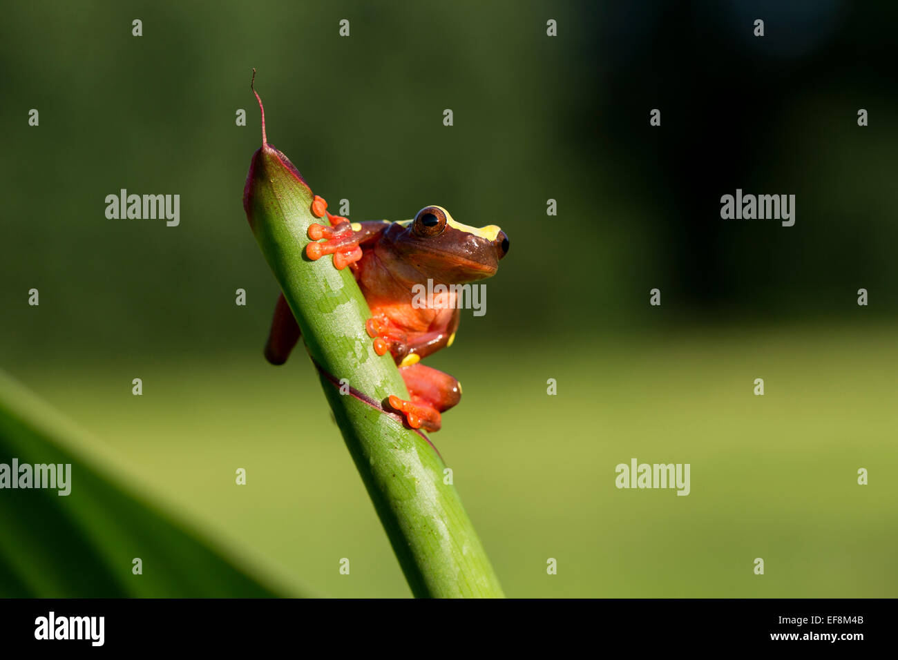 Il Suriname, Clown raganella, leucophyllata hyla Foto Stock