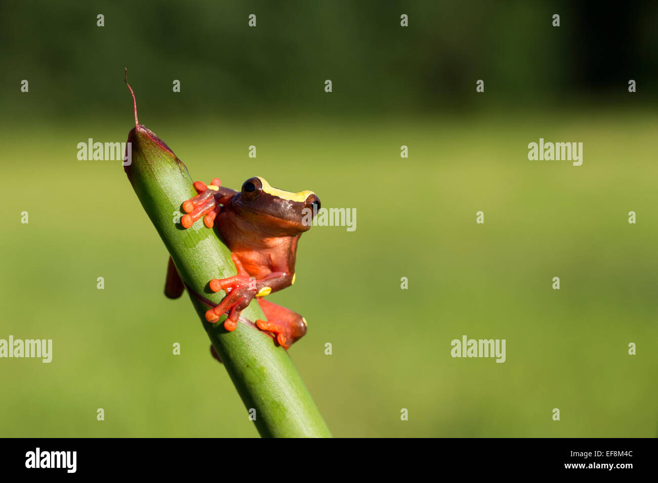 Il Suriname, Clown raganella, leucophyllata hyla Foto Stock