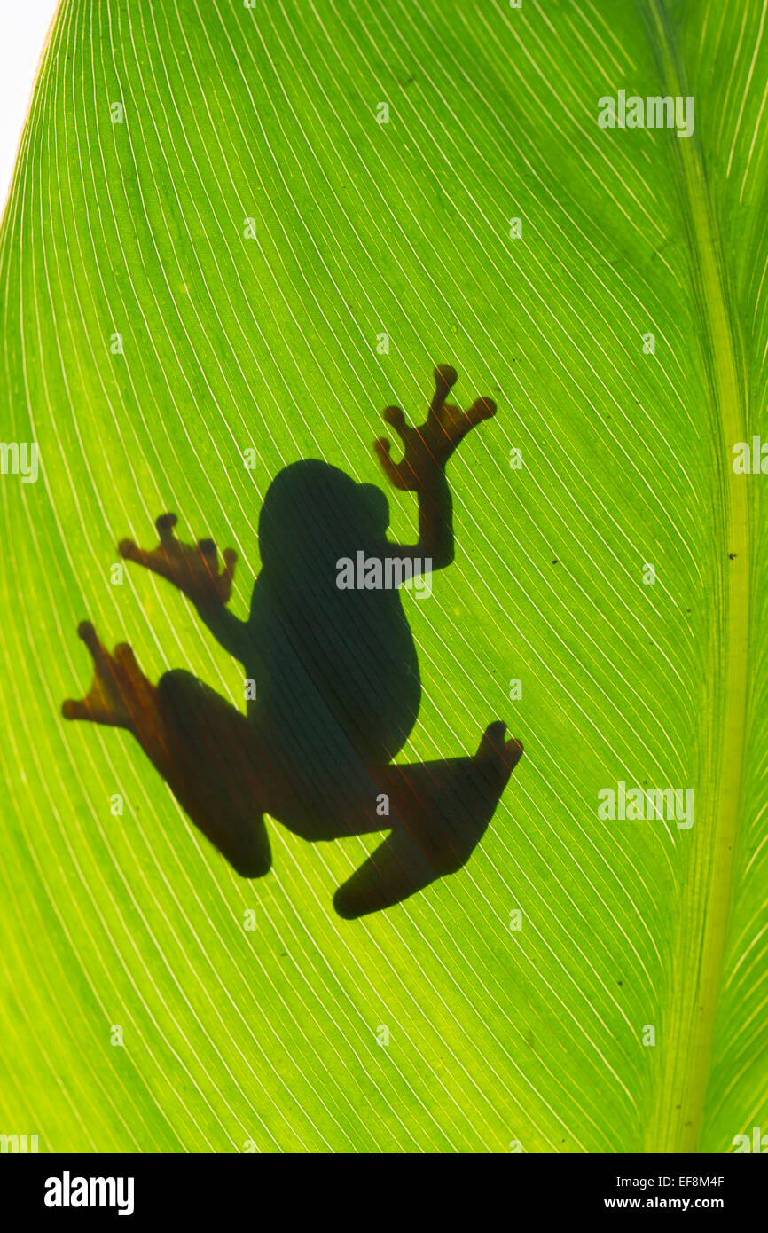 Il Suriname, Clown raganella, leucophyllata hyla Foto Stock