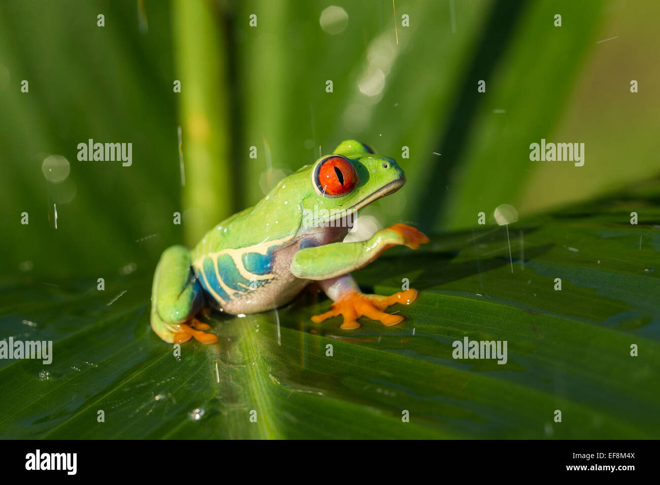 Red-eyed raganella, agalychnis callidryas Foto Stock