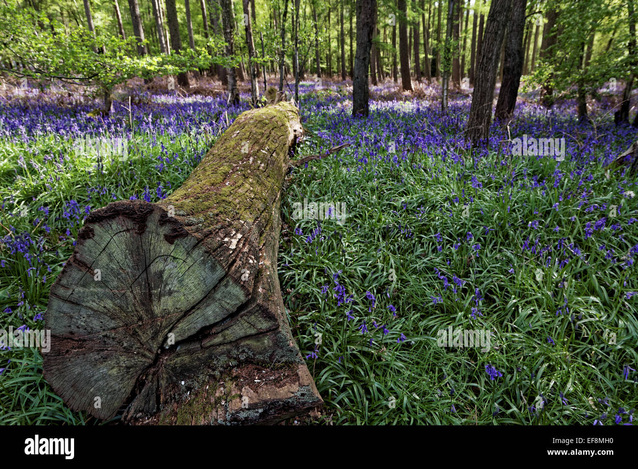 Un albero abbattuto in un bluebell wood - orientamento orizzontale - Ayot St Lawrence, Hertfordshie, Inghilterra Foto Stock