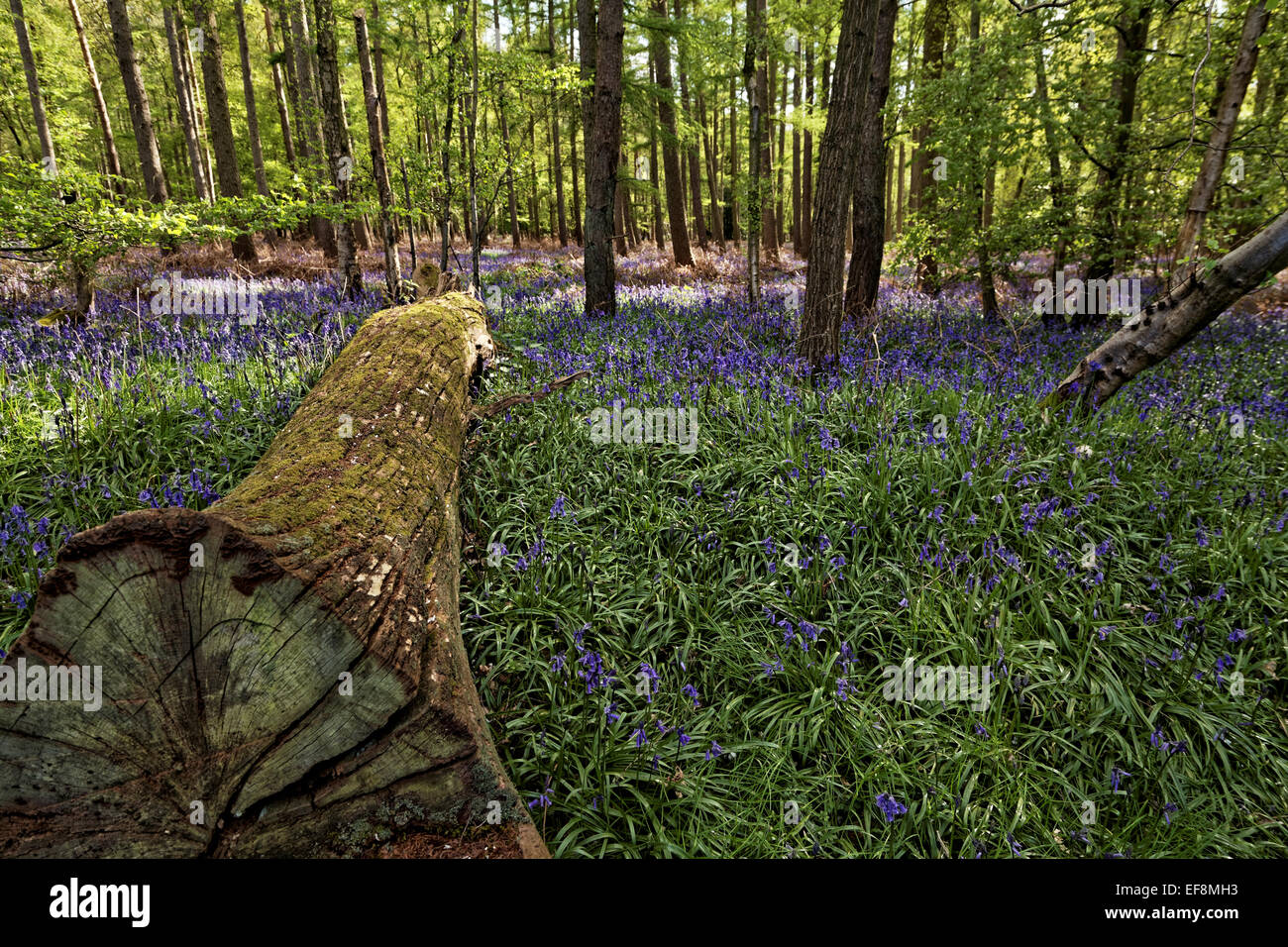 Un albero abbattuto in un bluebell wood - orientamento orizzontale - Ayot St Lawrence, Hertfordshire, Inghilterra Foto Stock