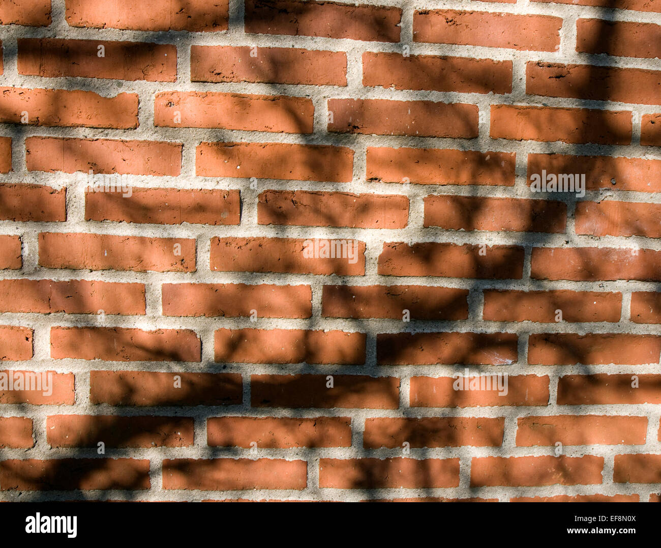 Ombre di un albero su un muro di mattoni Foto Stock