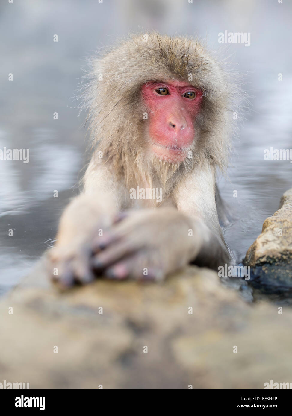 Neve giapponese scimmie di balneazione in primavera calda le piscine di Jigokudani Onsen, Prefettura di Nagano, Giappone Foto Stock