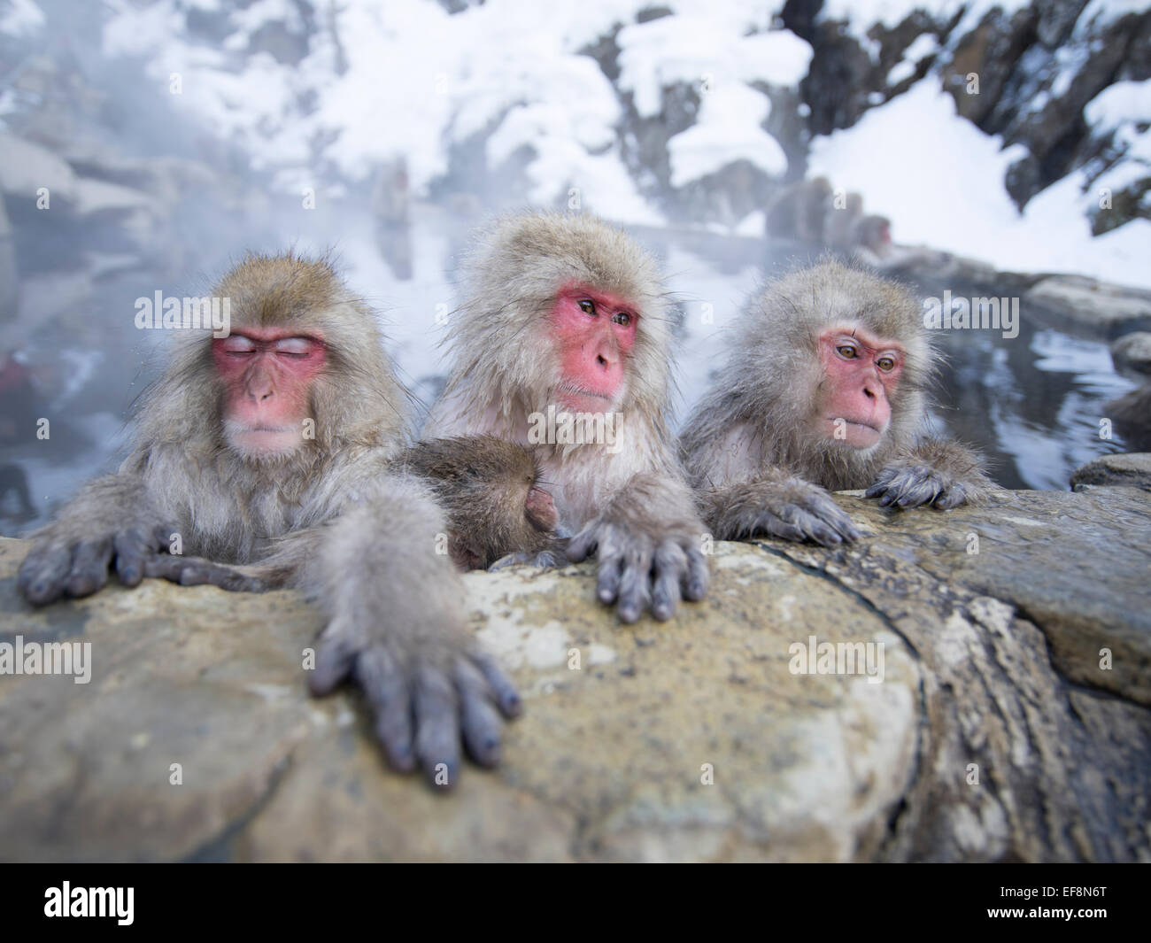 Neve giapponese scimmie di balneazione in primavera calda le piscine di Jigokudani Onsen, Prefettura di Nagano, Giappone Foto Stock