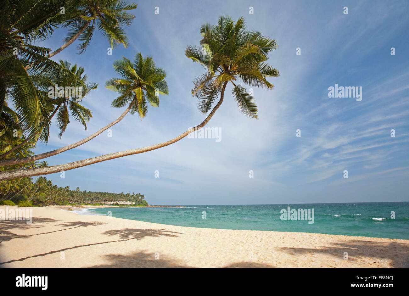 Spiaggia deserta di Tangalla con palme Foto Stock