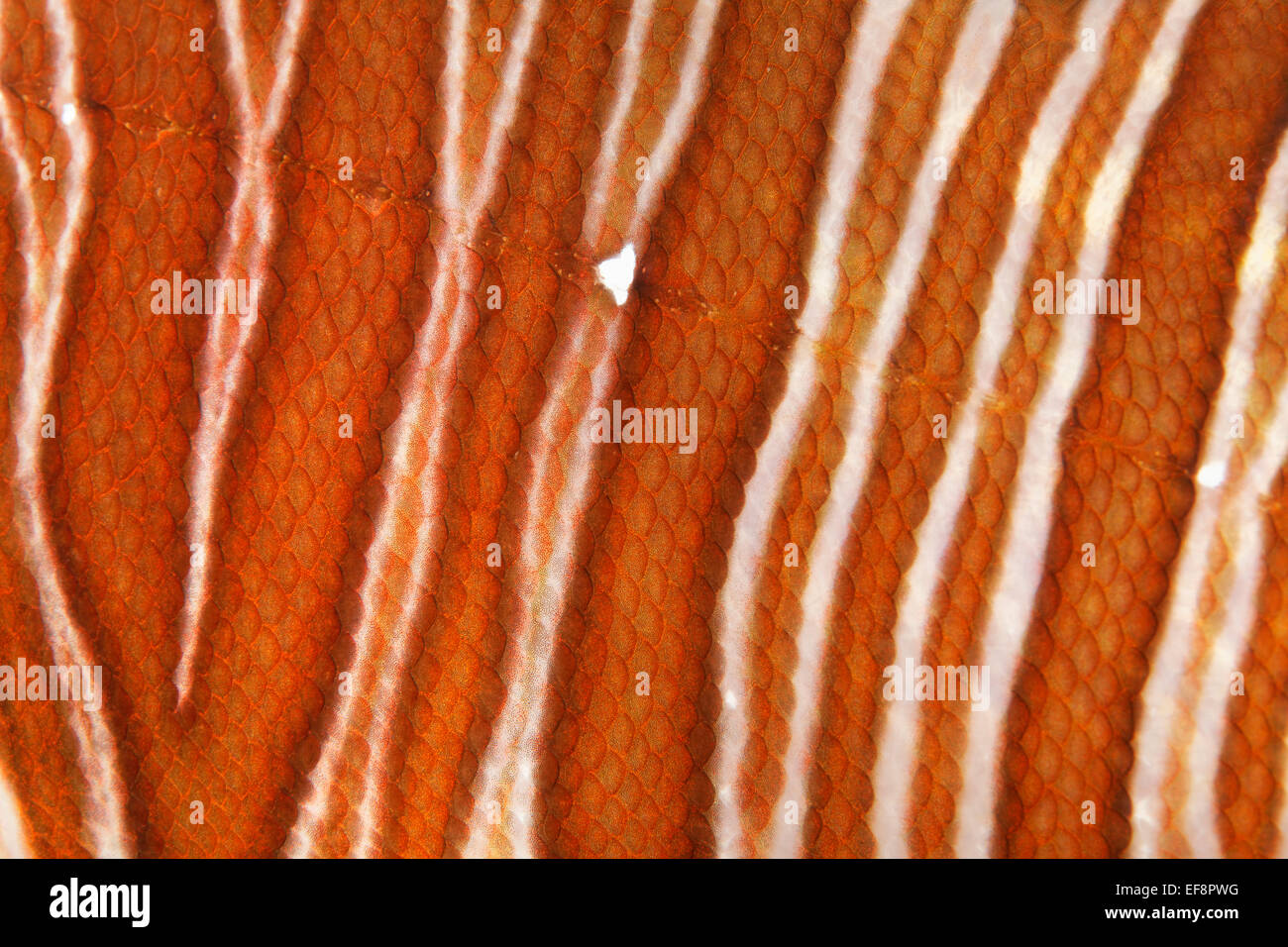 Leone Rosso (pterois volitans), vista in dettaglio di scale e la linea laterale, Giordania Foto Stock