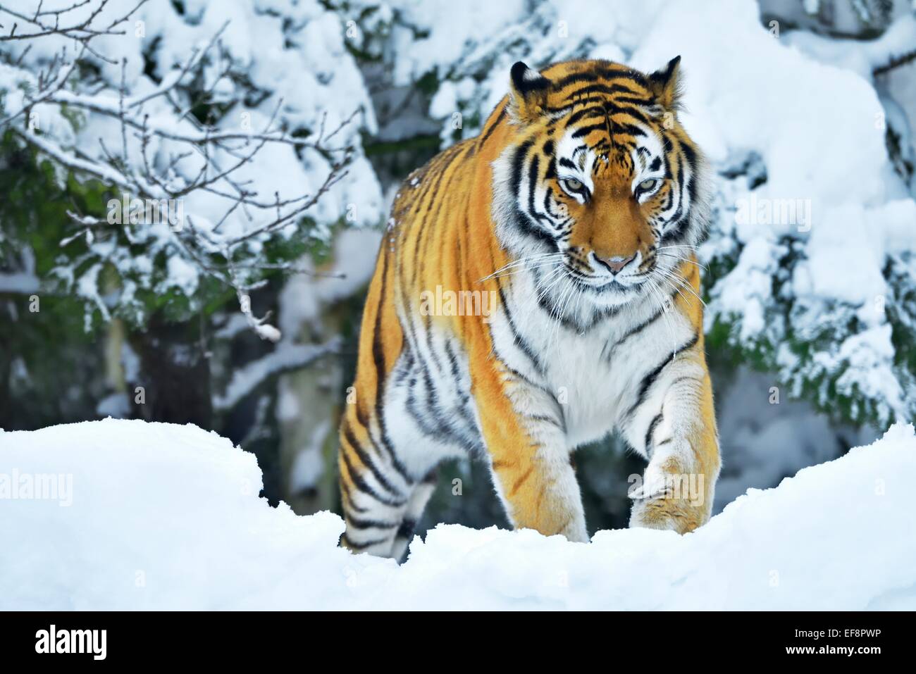 Tigre Siberiana o tigre di Amur (Panthera tigris altaica), nella neve profonda, captive, Svizzera Foto Stock