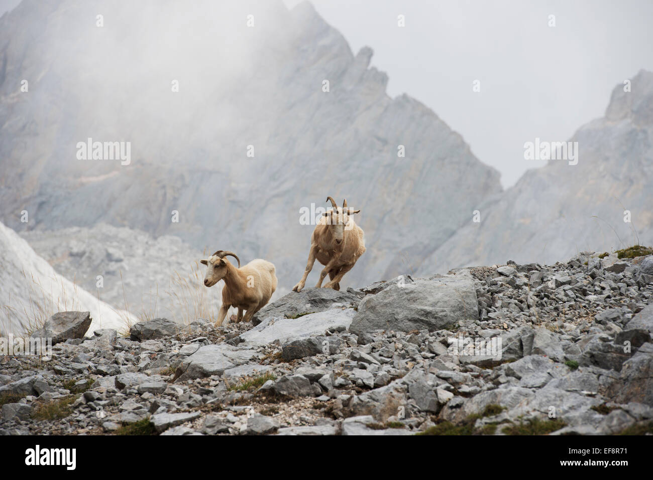 Spagna Cantabria, Parco Nazionale Picos de Europa, due delle capre di montagna in esecuzione su terreno roccioso Foto Stock