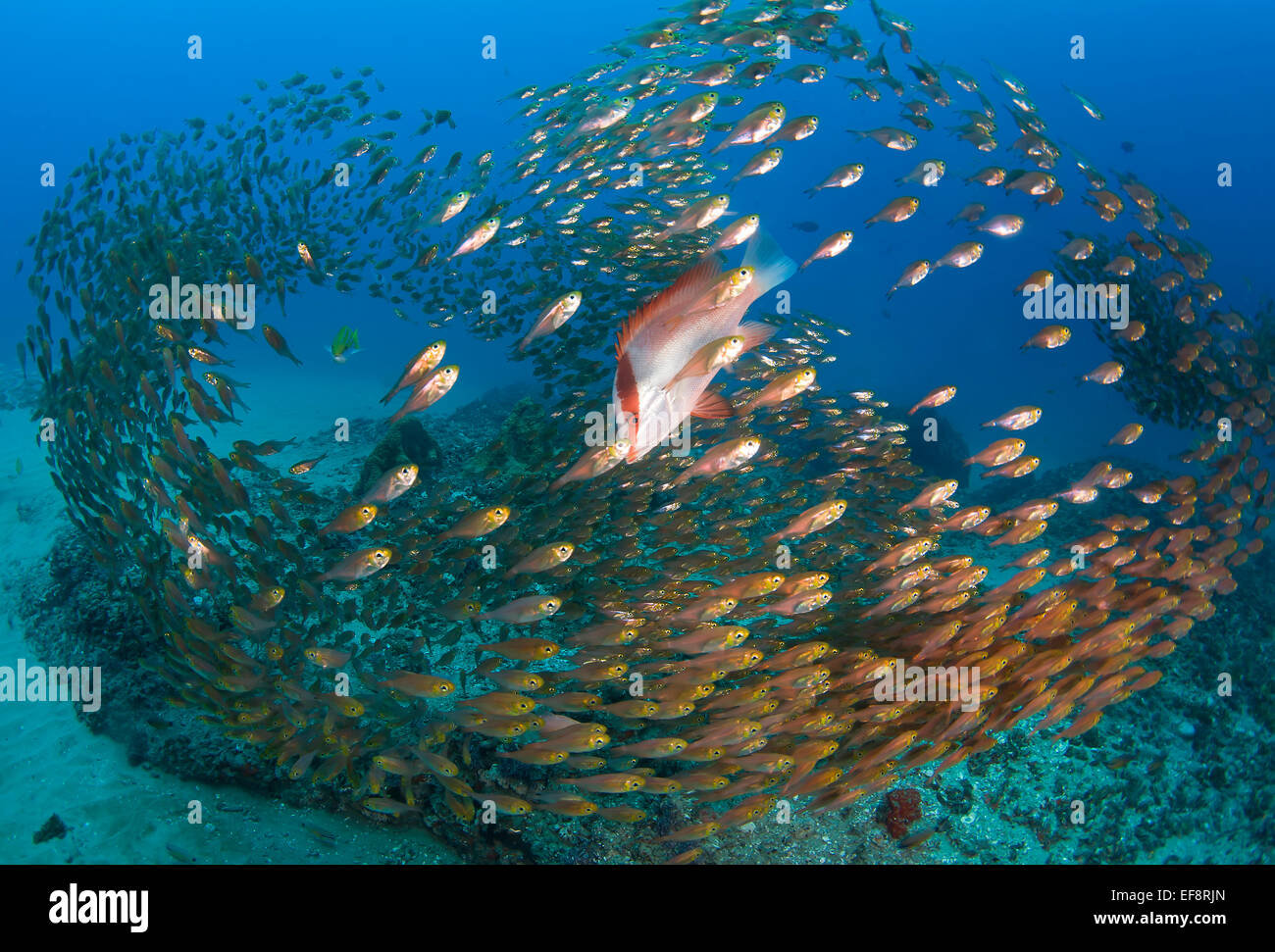 Mozambico, Ponta Mamoli, Imperatore red lutiani e golden spazzatrici scolarizzazione sopra oceano pavimento Foto Stock