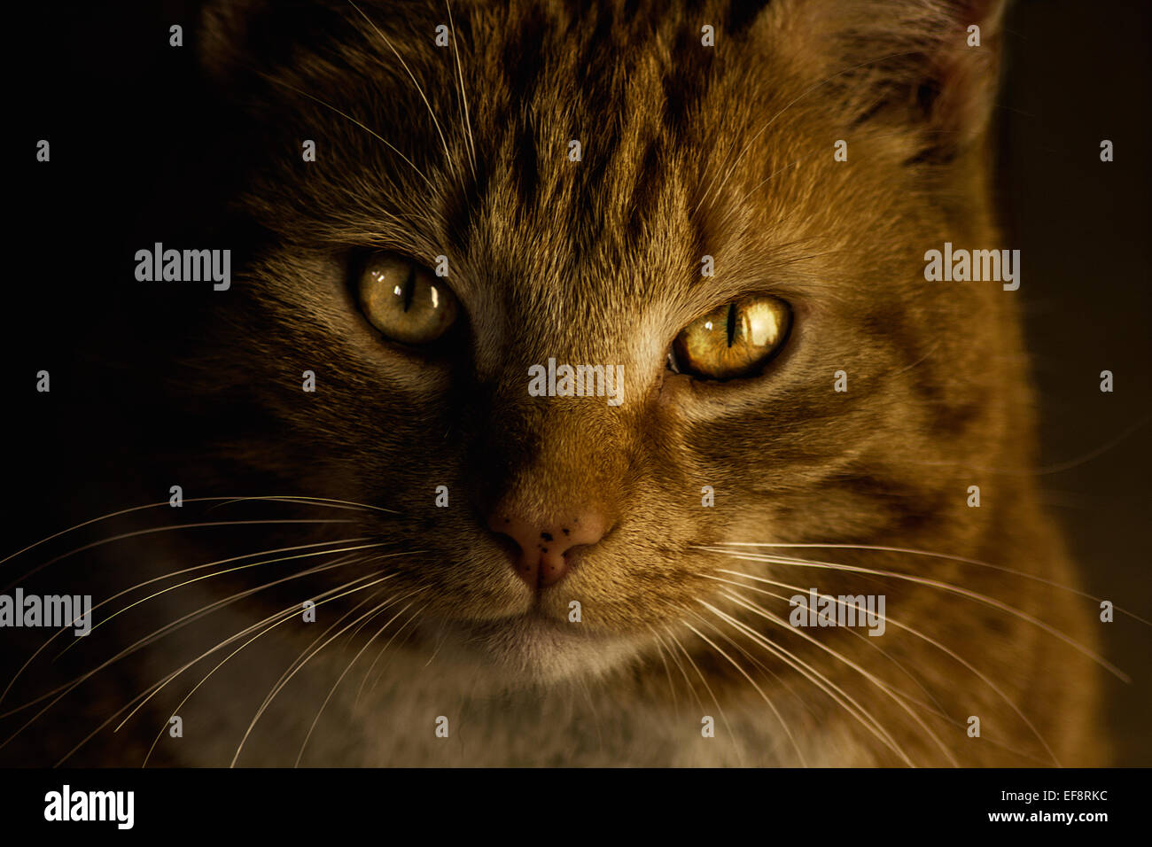 Holland, Almere, Ritratto di rosso/golden tabby cat Foto Stock