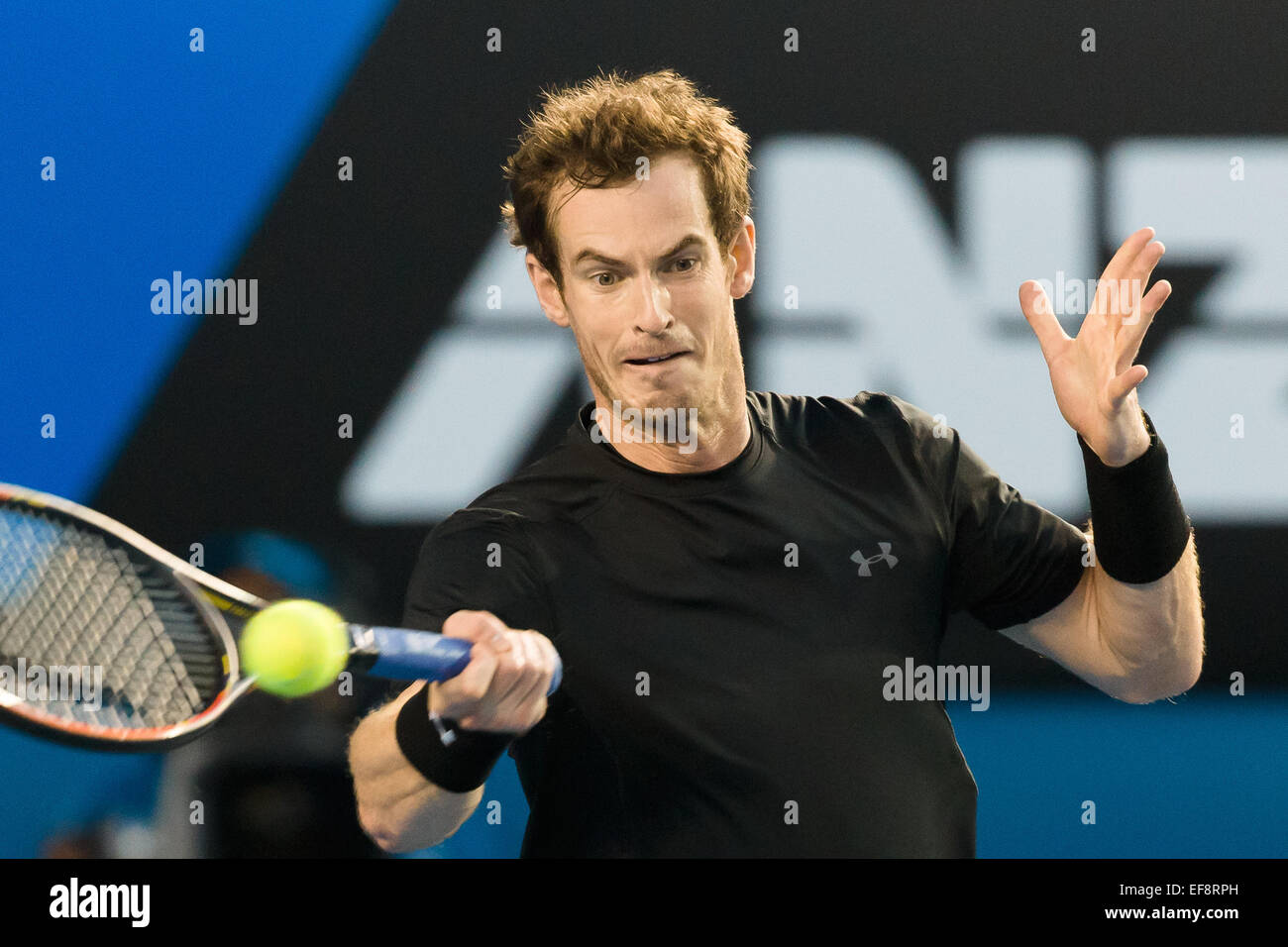 Melbourne, Australia. 29 gen, 2015. 6 seme Andy Murray (GBR) in azione in un match in semifinale contro 7 seme Tomas BERDYCH (CZE) il giorno undici del 2015 Australian Open Grand Slam torneo di tennis a Melbourne Park a Melbourne, Australia. Sydney bassa/Cal Sport Media. Credito: csm/Alamy Live News Foto Stock