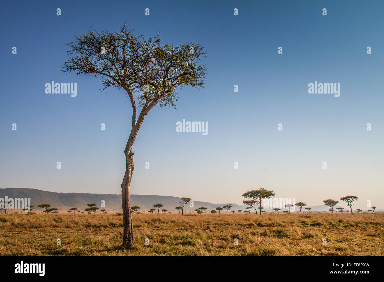 Kenia Masai Mara, alberi in pianura Foto Stock