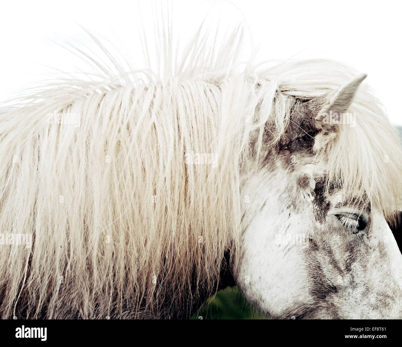 L'Islanda, la vista laterale del cavallo islandese Foto Stock