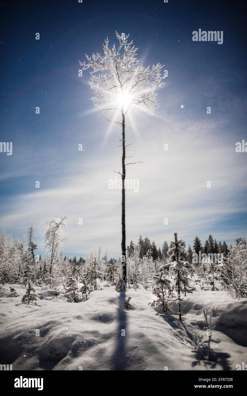 Luna dietro un albero nella foresta di Taiga vicino Sodankyla, Lapponia, Finlandia Foto Stock