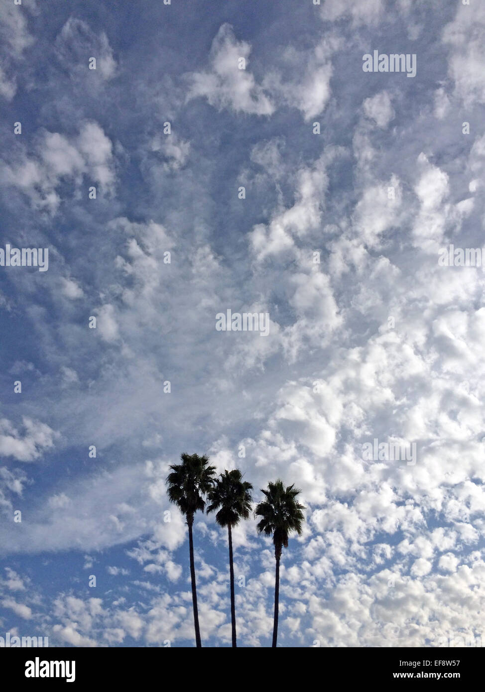 Stati Uniti, California, alberi di palma contro il cielo nuvoloso Foto Stock