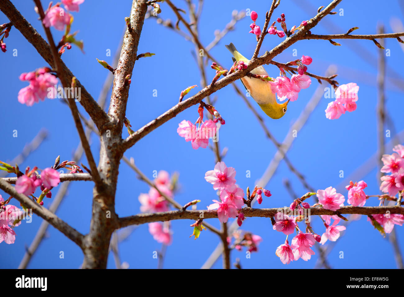 Thailandia Chiang Mai, uccello giallo appollaiate sul ramo di ciliegio con fiore rosa Foto Stock