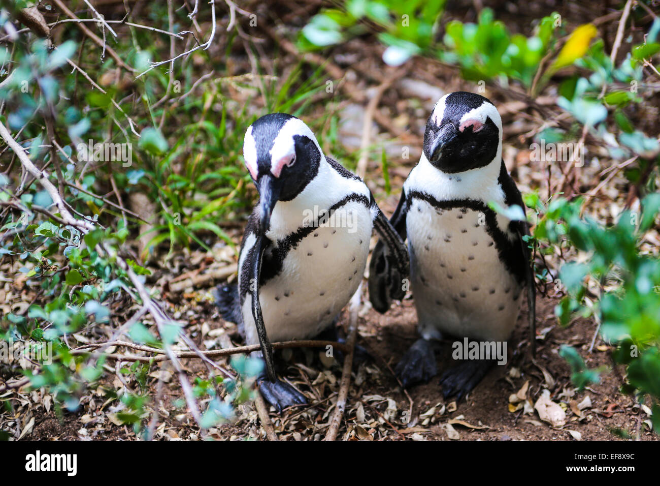 Coppia di South African Jackass pinguini tenere ogni altri ali. Foto Stock