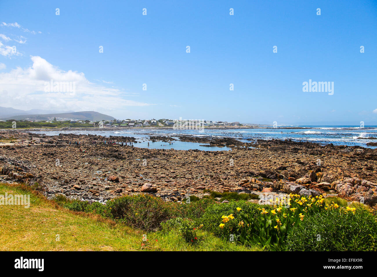 Fiori di colore giallo su De Kelders Rocky fronte mare, Western Cape, Sud Africa Foto Stock