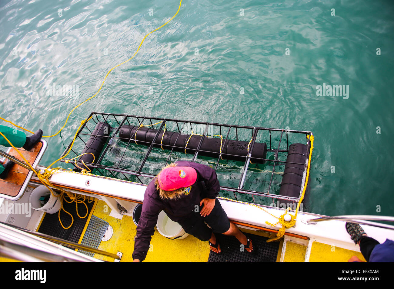 Sharklady avventure gita in barca a Van Dyks Bay, Gansbaai Foto Stock