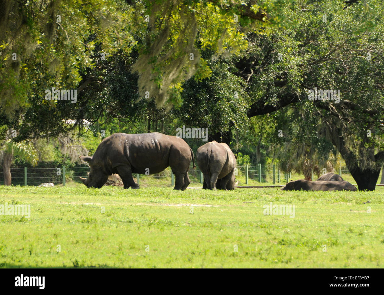 Gruppo di rinoceronti in appoggio nella calura del mezzogiorno Foto Stock