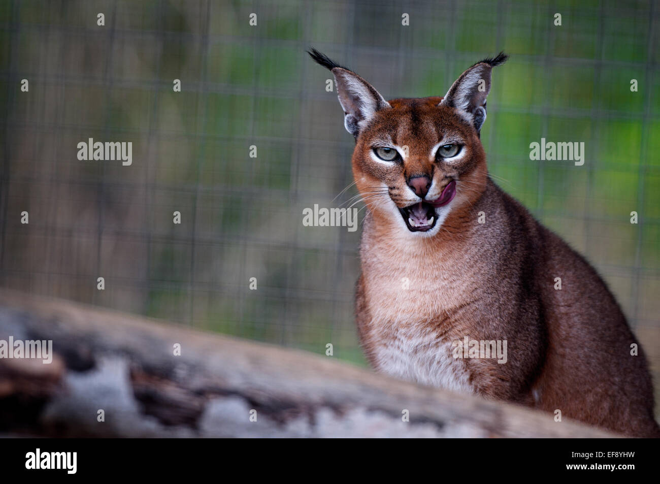 Close-up verticale di una lince in foresta Foto Stock